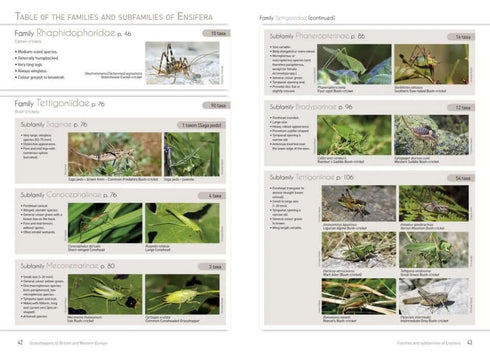 Grasshoppers of Britain and Western Europe, A Photographic Guide -Eric Sardet 2021