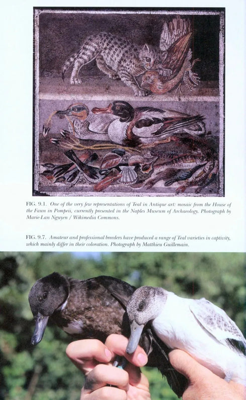 The Teal -Guillemain, M. 2014