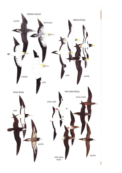 Birds of Trinidad & Tobago, 3rd Ed. - Kenefick 2019