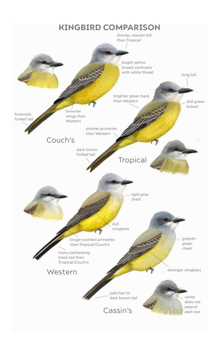 Field Guide to North American Flycatchers: Kingbirds and Myiarchus - C