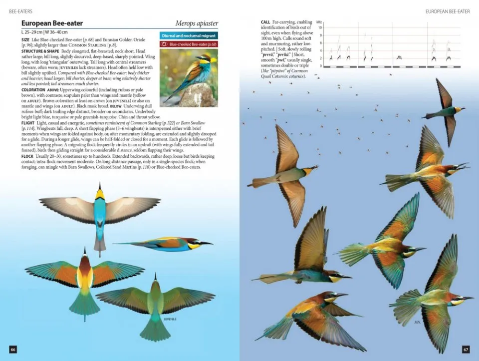 Flight Identification of European Passerines and Select Landbirds - T.